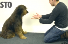 'Dogs confused by magic trick' is the funniest thing you'll see today