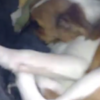 Guiltiest dog of all time hides in bed of shame after making huge mess