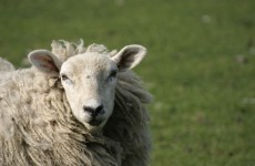 Appeal for 1,000 shaggy sheep ahead of World Shearing Olympics in Wexford