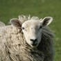 Appeal for 1,000 shaggy sheep ahead of World Shearing Olympics in Wexford