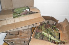 Revenue seize €50,000 worth of khat (and 100 hair curlers) in Cork