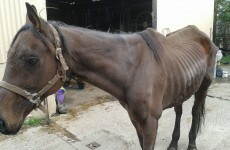 Emaciated ex-racehorse dumped in field left to die finds new home