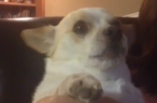 Talking spoiler dog is the worst movie companion EVER