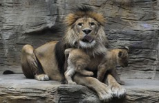 A Danish Zoo has killed four healthy lions