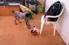 Tiny puppy masterfully puts bigger dog in its place at dinner time