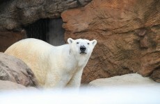 People accidentally adopted polar bears while donating #nomakeupselfie money