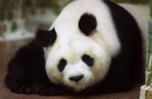 World S Oldest Panda Ming Ming Dies At 34 The Daily Edge