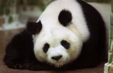 World's oldest panda, Ming Ming, dies at 34