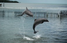 Ukraine’s dolphin army has joined the Russian Navy