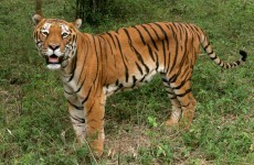 Tigers are being slaughtered to entertain rich businessmen in China