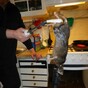 This 16-inch home-invading rat is a thing of nightmares