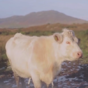 Gorgeous video of a Connemara roadtrip by a young couple in love