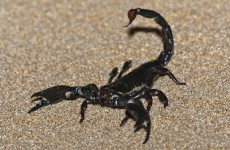 A rogue scorpion had Waterford city on high alert