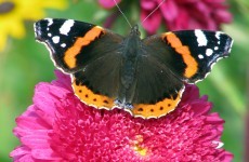 Our butterfly population has increased by a third