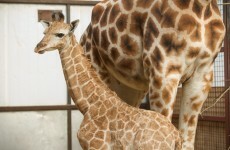 Meet Fota's new baby giraffes... and suggest some names for them