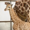 Meet Fota's new baby giraffes... and suggest some names for them