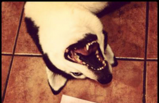 8 incidents you REALLY can't blame on your dog