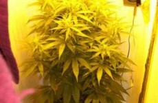 Over half a million worth of drugs seized in Cork