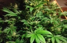 Pics: Cannabis plants seized in midnight raid in Carlow town