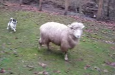 This dog and bouncy sheep have the friendship you wish you had