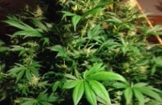 Ireland sends more Asian people to jail for growing cannabis than Irish people