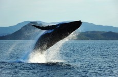 UN court tells Japan to leave the whales alone