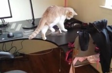 Watch this cat lose a dramatic stand off with some sellotape