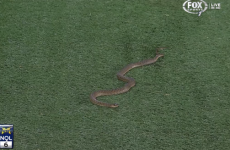 Snakes on a play-ing field: Rugby league game interrupted by lethal pitch invader