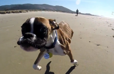 Two-legged dog Lou has an absolute ball on his first trip to the beach