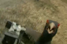 Reporter doing news item gets attacked by large, furious bird