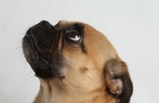 Talking lampposts remind dog-walkers to pick up their pet's poo