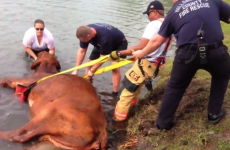Stuck bull saved by policewoman who held its head above water for three hours