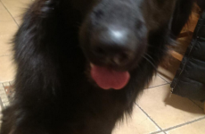 Dogs are now taking 'delfies' to raise money for an Irish charity*
