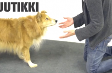 Magician fools even more dogs with magic tricks, results remain hilarious