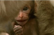 Here's the hilarious slap from Monkey Planet everyone was talking about last night