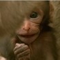 Here's the hilarious slap from Monkey Planet everyone was talking about last night