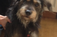 This lost pooch is looking to get back home - is he your pet?