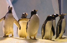 A wedding could be on the cards for Ireland's first gay penguins