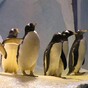 A wedding could be on the cards for Ireland's first gay penguins