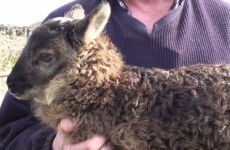 An adorable sheep-goat hybrid has been born in Kildare