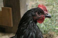Chicken arrested for crossing the road