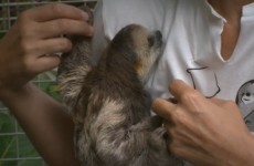 Hundreds of sloths have lived in this South American woman's house
