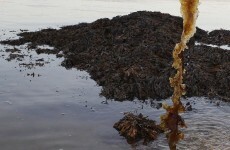 Government accused of moving to privatise seaweed cutting
