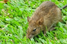 People are rightly freaking out about the giant rat found in Dublin