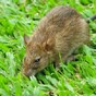People are rightly freaking out about the giant rat found in Dublin