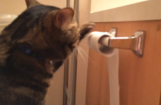 Clever cat Willie just can't handle messy toilet roll