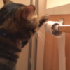 Clever cat Willie just can't handle messy toilet roll