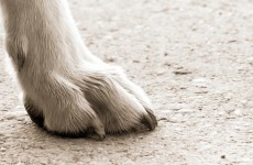 People will be taking part in 'The Walk of Shame' for Ireland's animals over Easter