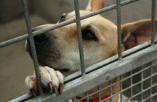 Over 3,500 dogs were put down by pounds last year