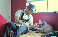 These unimpressed cats couldn't care less about magic tricks